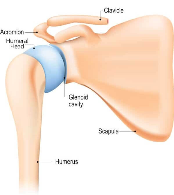 Anatomy of the shoulder joint