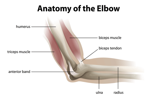 Elbow Anatomy Tendons - Anatomy Drawing Diagram