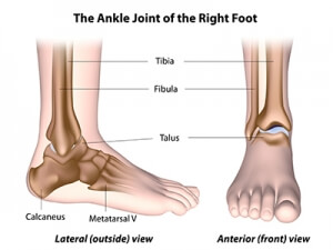 The Ankle Joint of the Right Foot