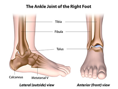 Ankle joint - complex anatomy keeps us on the move