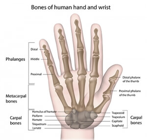 Bones of human hand and wrist