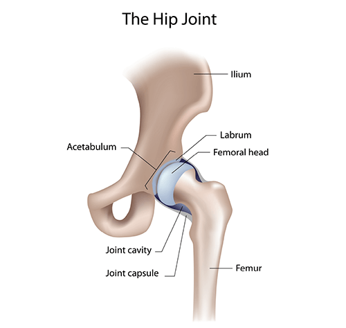 Hip Pain Location Diagram