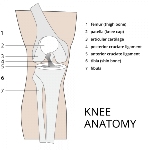 Diagram of Knee Anatomy