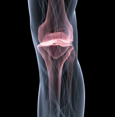 Baltimore Osteoporosis treatment transparent view of the knee