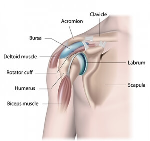Anatomy of a shoulder